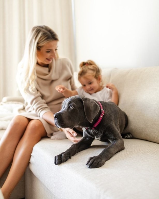Câine în Hotelul Linea Mare