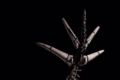 Licitație de schelete de stegozaur