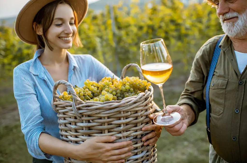 Digitalizarea Pieței Vinului în Polonia Tehnologii Provocări și Viitor