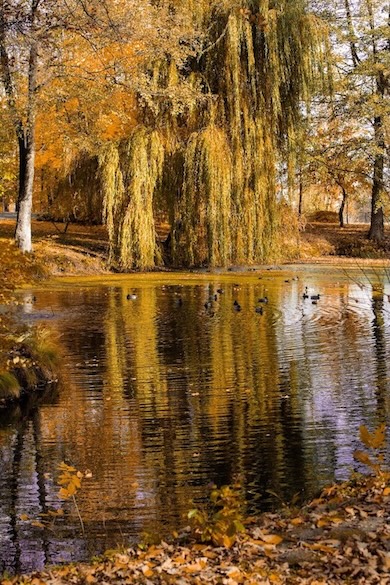 Păsările din Parcul Manor House Spa