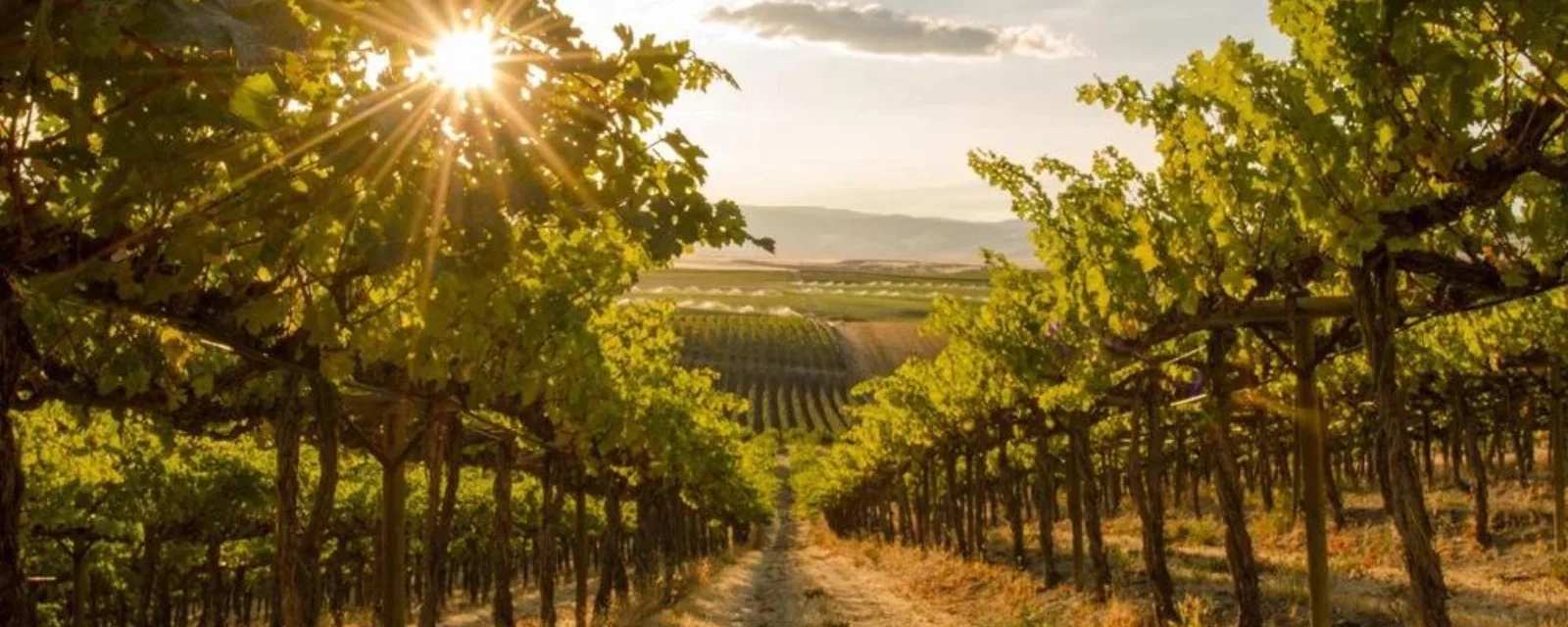 Podgorie &icirc;n Polonia